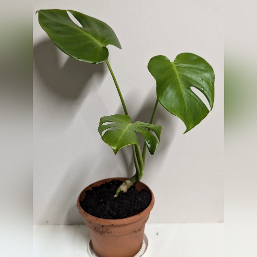 A Monstera split leaf philodendron Cutting.